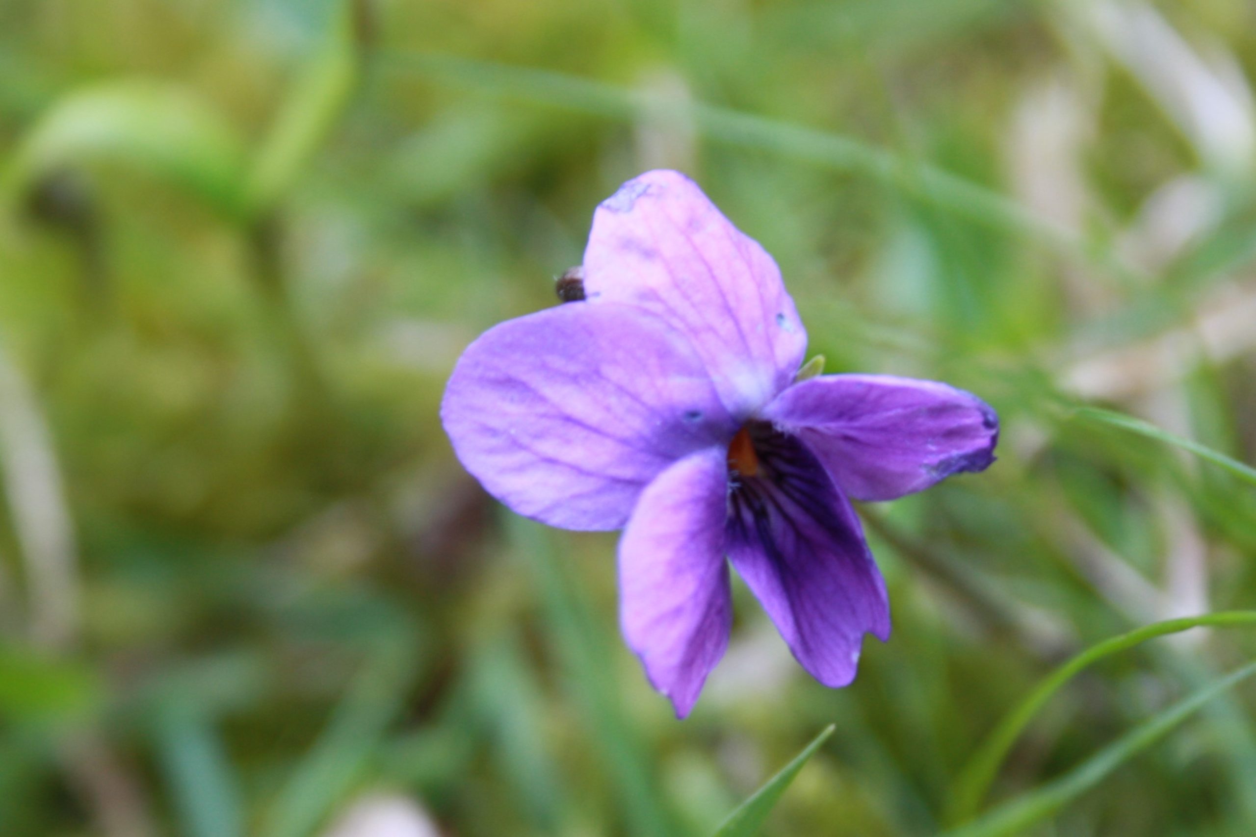La violette de mars