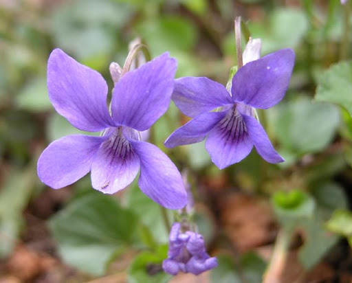 La violette de mars